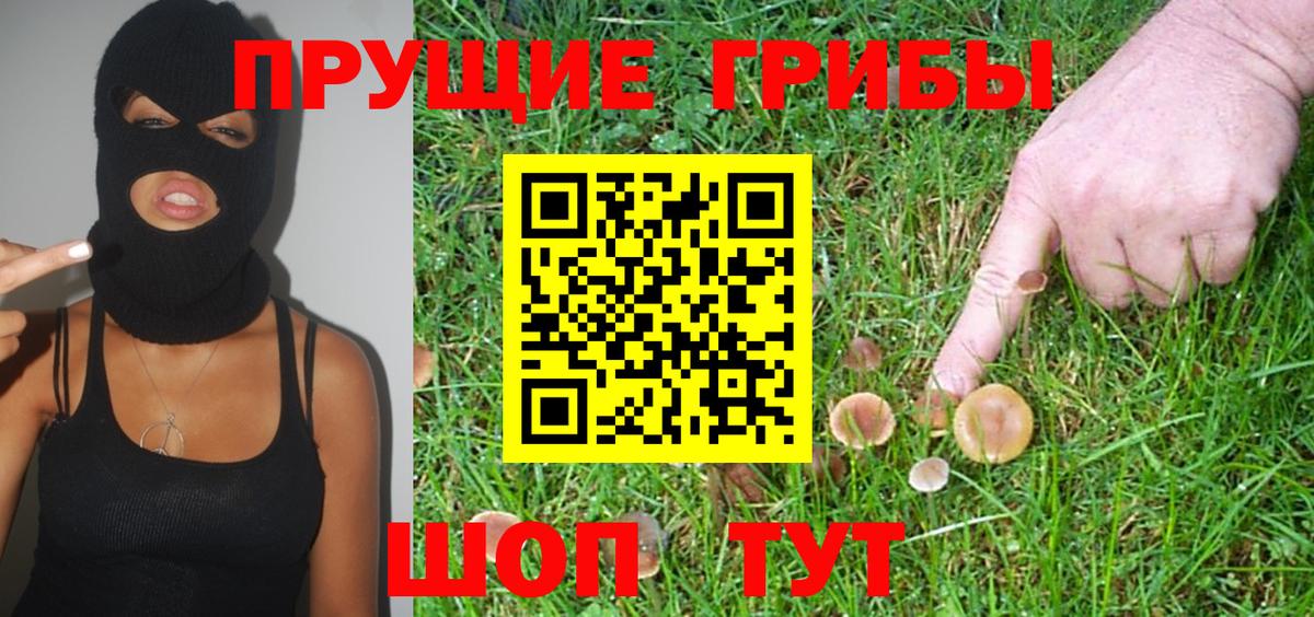 Псилоцибиновые грибы Psilocybe Бузулук